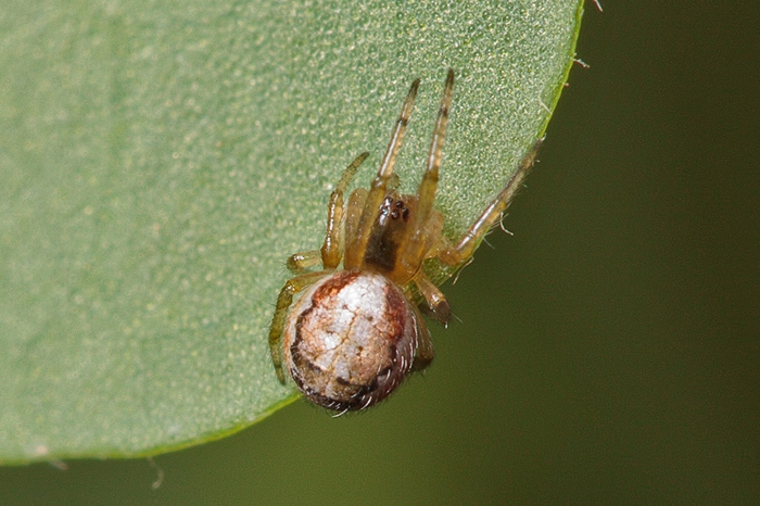 Zygiella sp.